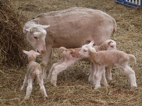 Sugar Hill Farm - Lamb